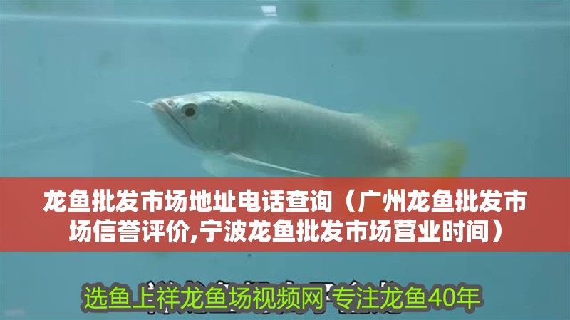 龍魚批發(fā)市場地址電話查詢（廣州龍魚批發(fā)市場信譽(yù)評價,寧波龍魚批發(fā)市場營業(yè)時間）