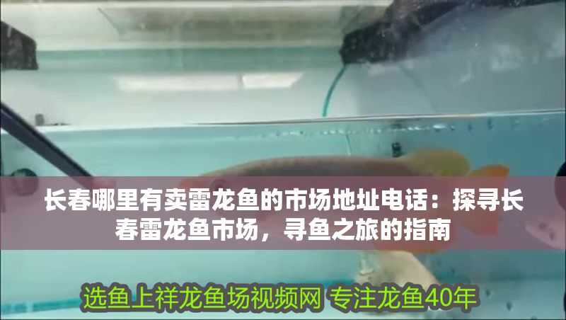 長春哪里有賣雷龍魚的市場地址電話：探尋長春雷龍魚市場，尋魚之旅的指南