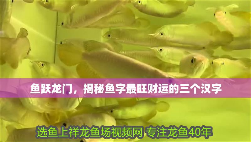 魚躍龍門，揭秘魚字最旺財運(yùn)的三個漢字