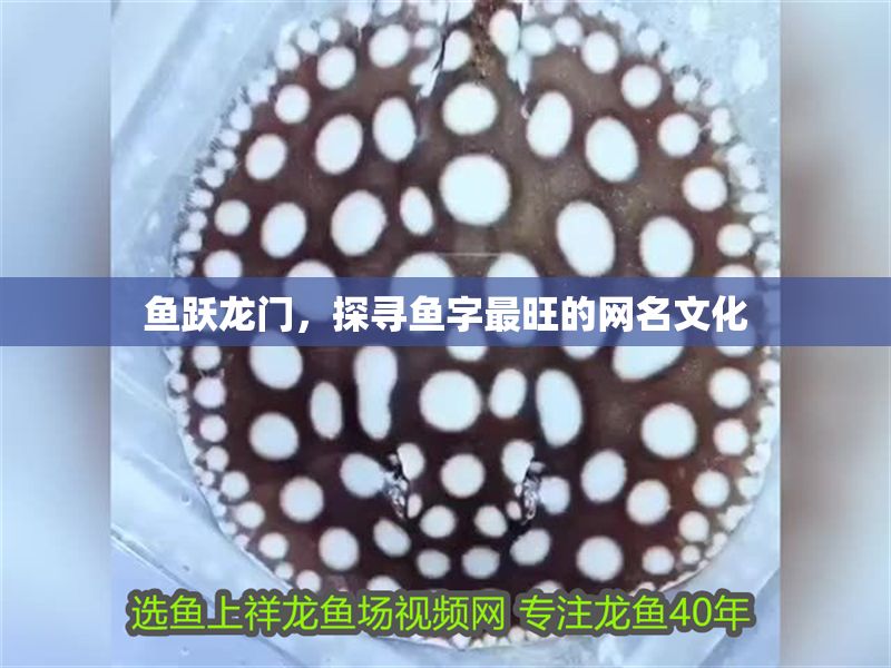 魚躍龍門，探尋魚字最旺的網名文化