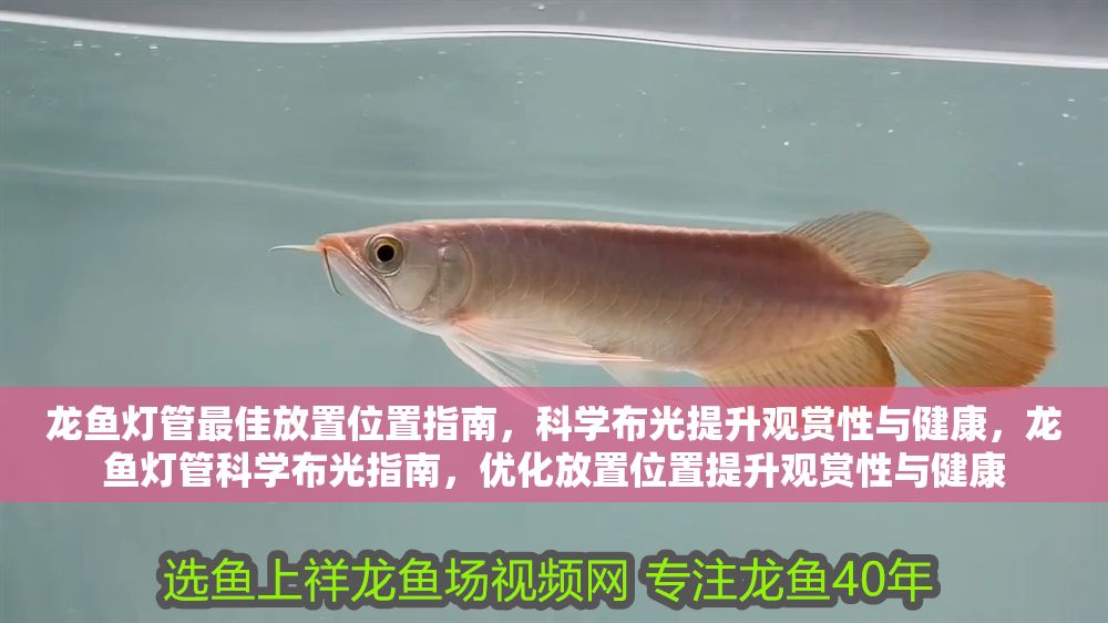 龍魚燈管最佳放置位置指南，科學布光提升觀賞性與健康，龍魚燈管科學布光指南，優化放置位置提升觀賞性與健康