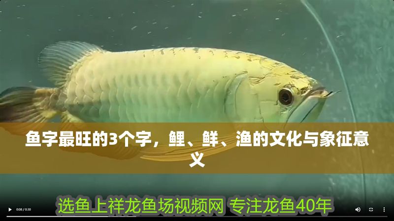 魚字最旺的3個字，鯉、鮮、漁的文化與象征意義