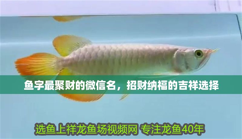 魚字最聚財的微信名，招財納福的吉祥選擇