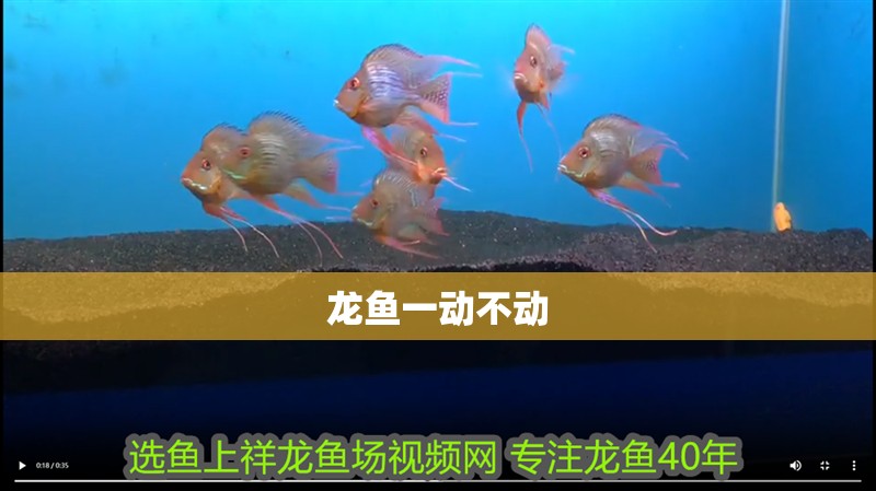 龍魚一動不動