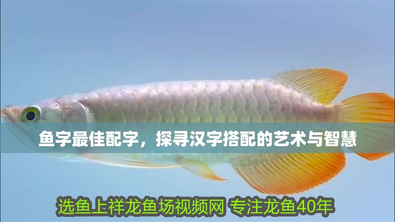 魚字最佳配字，探尋漢字搭配的藝術與智慧