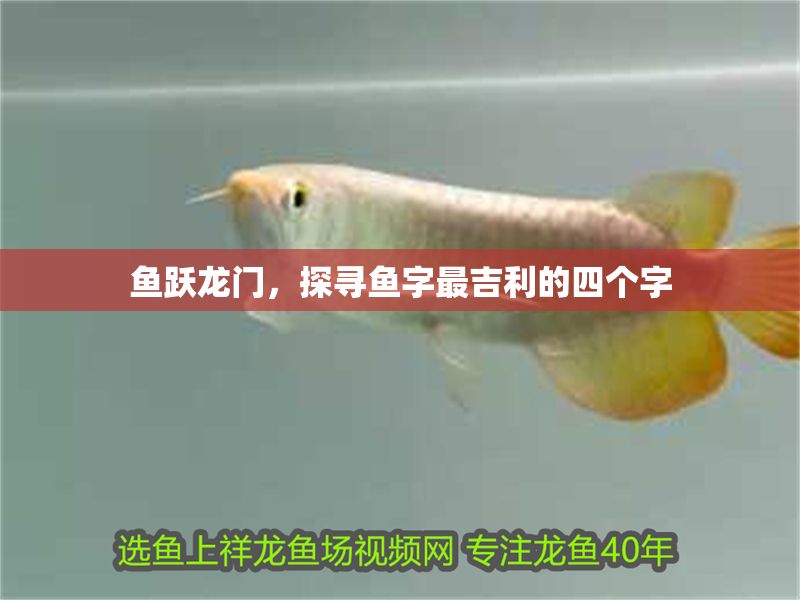 魚躍龍門，探尋魚字最吉利的四個字