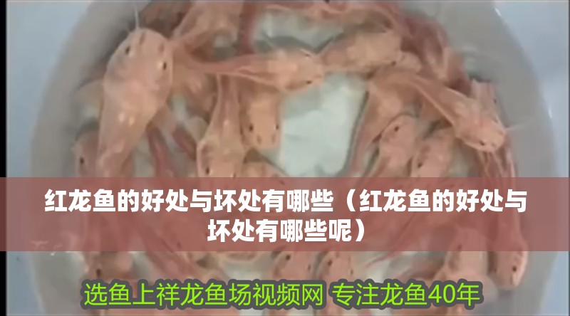 紅龍魚的好處與壞處有哪些（紅龍魚的好處與壞處有哪些呢）
