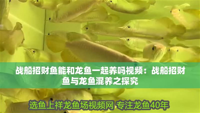 戰船招財魚能和龍魚一起養嗎視頻：戰船招財魚與龍魚混養之探究