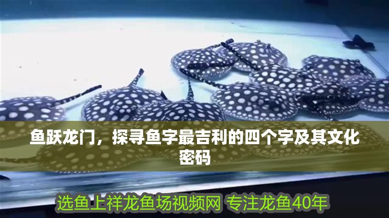 魚躍龍門，探尋魚字最吉利的四個字及其文化密碼