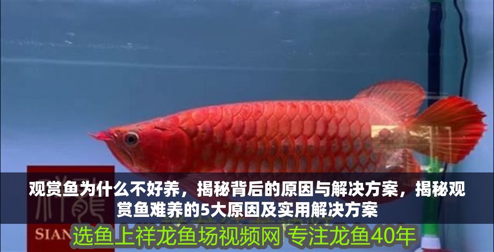 觀賞魚為什么不好養(yǎng)，揭秘背后的原因與解決方案，揭秘觀賞魚難養(yǎng)的5大原因及實用解決方案