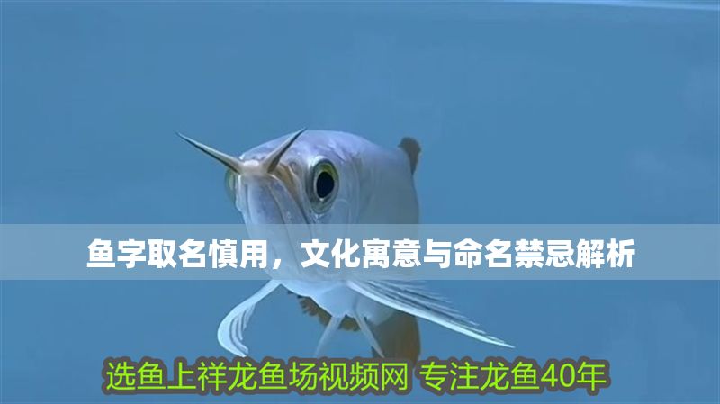 魚字取名慎用，文化寓意與命名禁忌解析