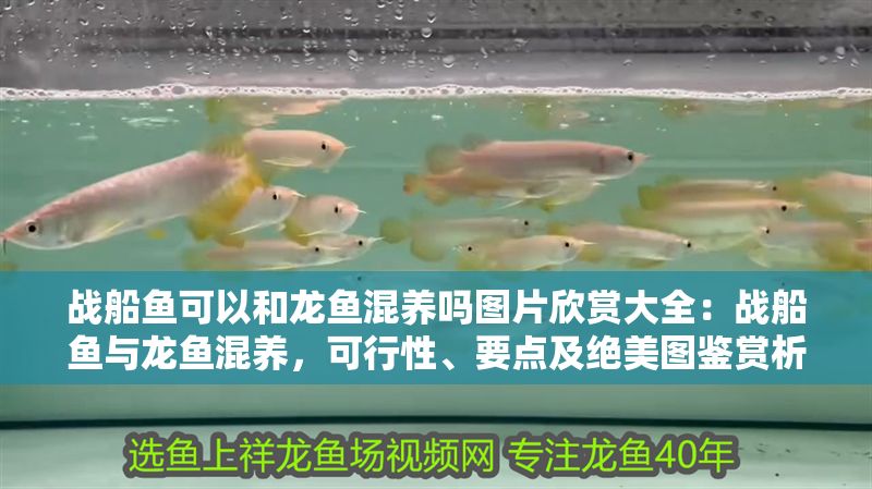 戰船魚可以和龍魚混養嗎圖片欣賞大全：戰船魚與龍魚混養，可行性、要點及絕美圖鑒賞析