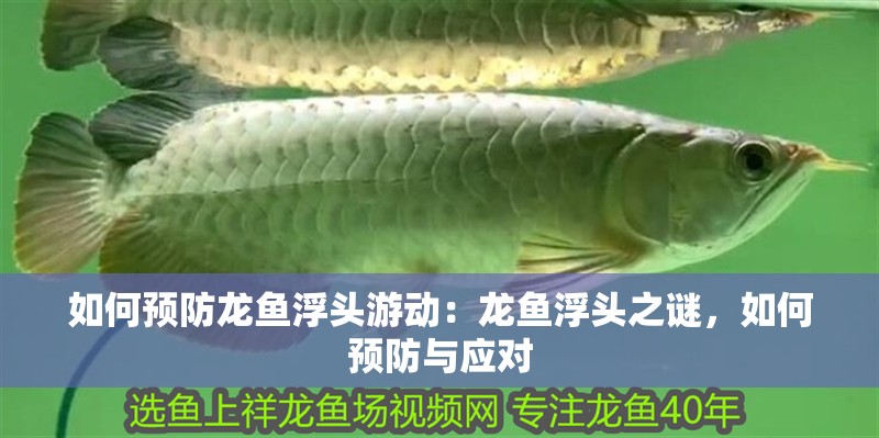 如何預防龍魚浮頭游動：龍魚浮頭之謎，如何預防與應對