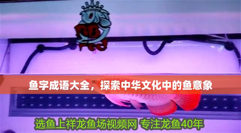 魚字成語大全，探索中華文化中的魚意象