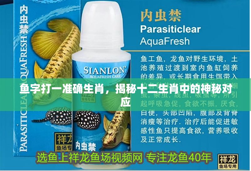 魚字打一準確生肖，揭秘十二生肖中的神秘對應