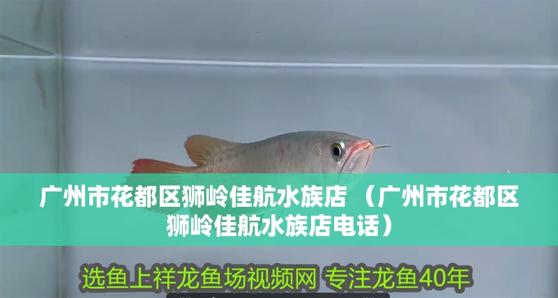 廣州市花都區獅嶺佳航水族店 （廣州市花都區獅嶺佳航水族店電話）