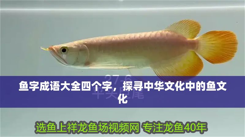 魚字成語大全四個字，探尋中華文化中的魚文化