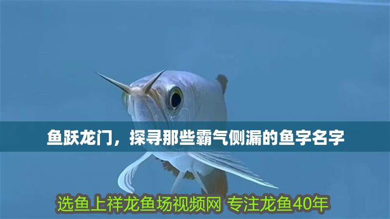魚躍龍門，探尋那些霸氣側(cè)漏的魚字名字
