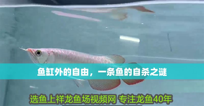 魚缸外的自由，一條魚的自殺之謎