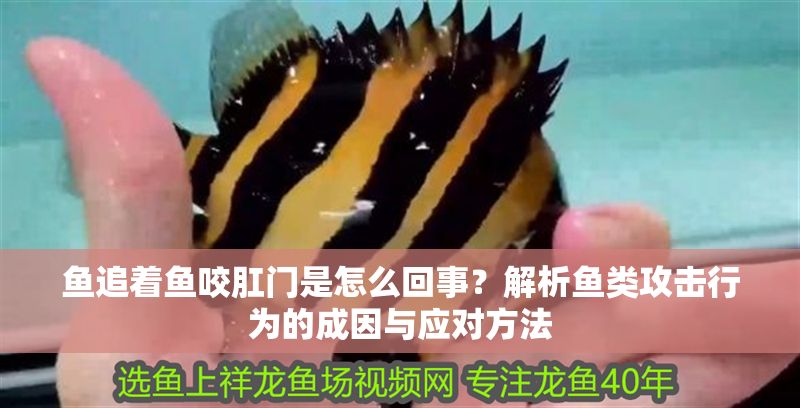 魚追著魚咬肛門是怎么回事？解析魚類攻擊行為的成因與應對方法