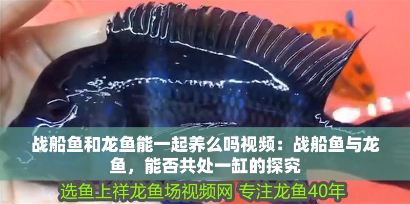 戰船魚和龍魚能一起養么嗎視頻：戰船魚與龍魚，能否共處一缸的探究