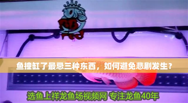 魚撞缸了最忌三種東西，如何避免悲劇發生？