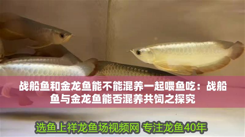 戰(zhàn)船魚和金龍魚能不能混養(yǎng)一起喂魚吃：戰(zhàn)船魚與金龍魚能否混養(yǎng)共飼之探究