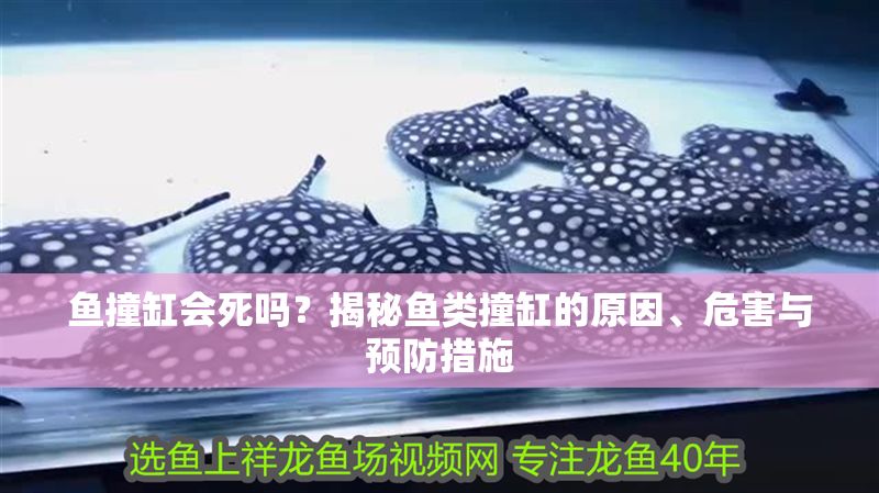 魚撞缸會死嗎？揭秘魚類撞缸的原因、危害與預防措施