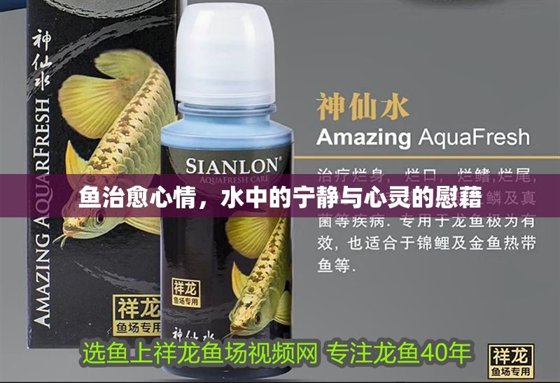 魚治愈心情，水中的寧靜與心靈的慰藉