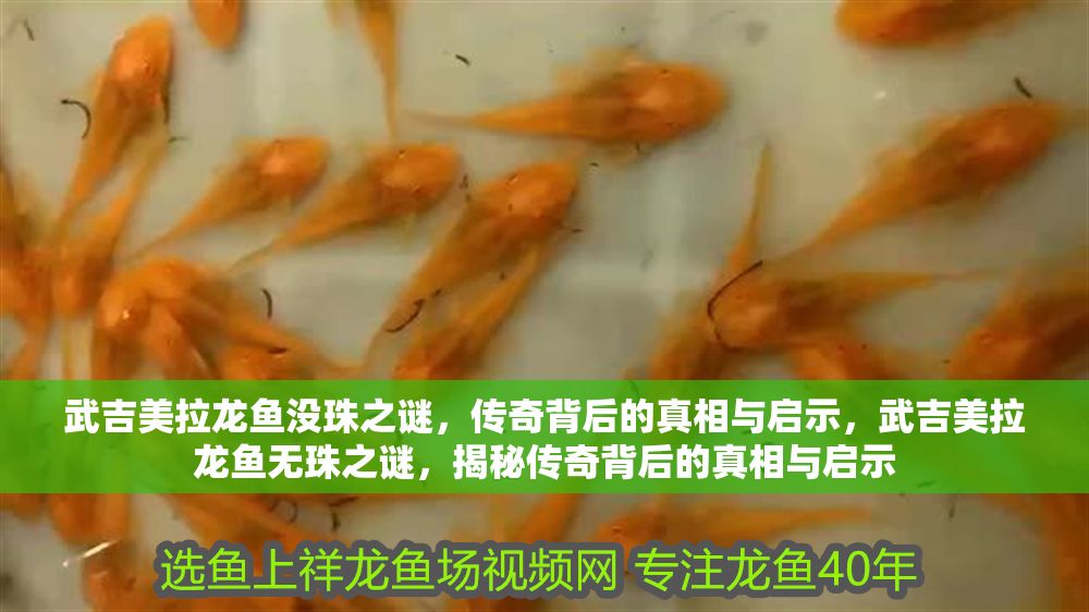 武吉美拉龍魚沒珠之謎,傳奇背后的真相與啟示,武吉美拉龍魚無珠之謎,揭秘傳奇背后的真相與啟示 龍魚百科 第1張 武吉美拉龍魚沒珠之謎,傳奇背后的真相與啟示,武吉美拉龍魚無珠之謎,揭秘傳奇背后的真相與啟示 武吉美拉龍魚沒珠之謎,傳奇背后的真相與啟示,武吉美拉龍魚無珠之謎,揭秘傳奇背后的真相與啟示 龍魚百科 第1張