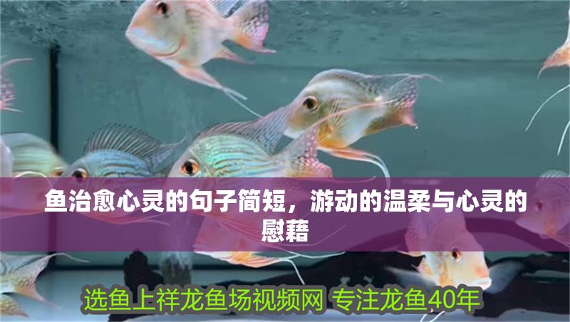 魚治愈心靈的句子簡短，游動的溫柔與心靈的慰藉