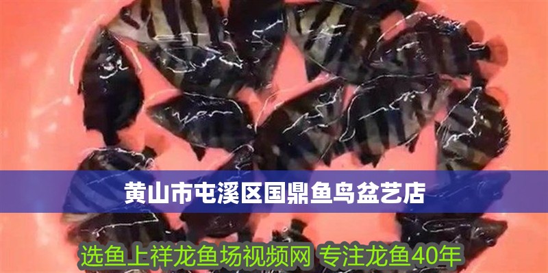 黃山市屯溪區國鼎魚鳥盆藝店
