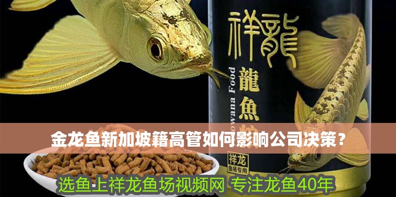 金龍魚新加坡籍高管如何影響公司決策？