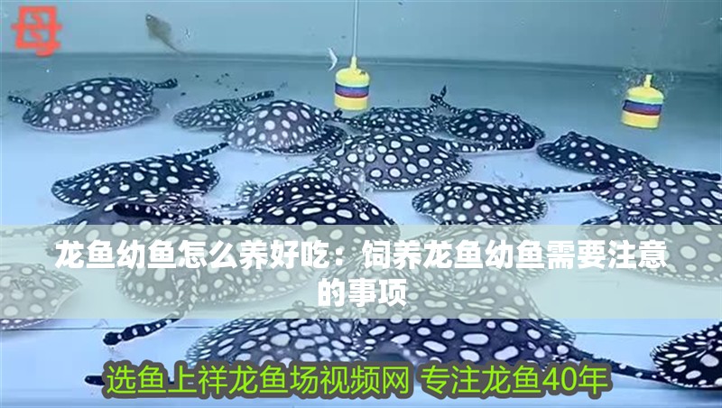 龍魚幼魚怎么養好吃：飼養龍魚幼魚需要注意的事項