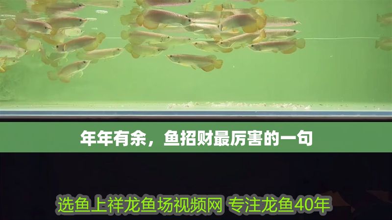 年年有余，魚招財最厲害的一句