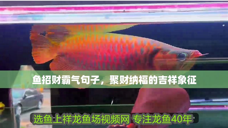 魚招財霸氣句子，聚財納福的吉祥象征