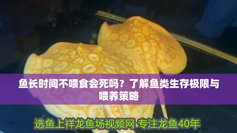魚長時間不喂食會死嗎？了解魚類生存極限與喂養策略