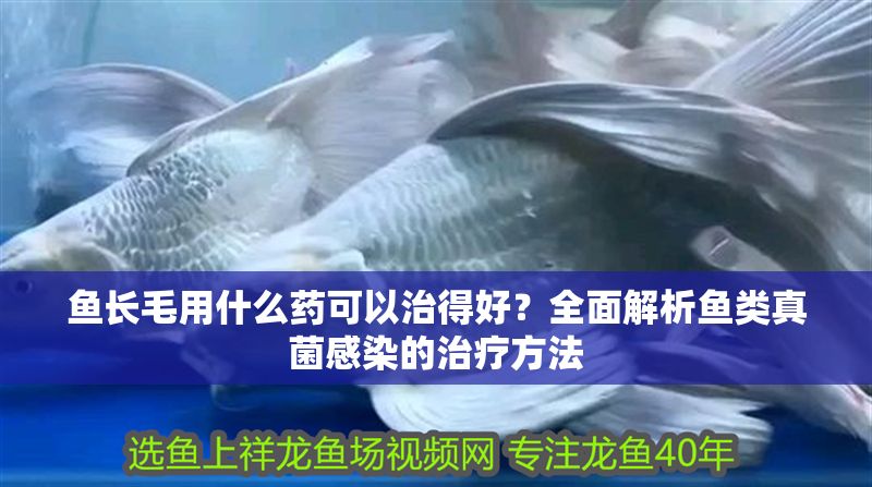 魚長毛用什么藥可以治得好？全面解析魚類真菌感染的治療方法