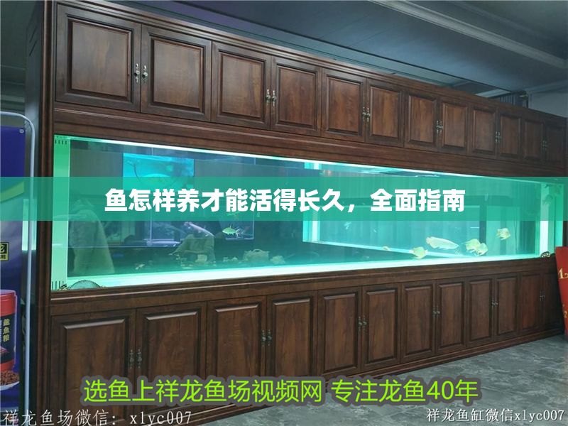 魚怎樣養才能活得長久，全面指南