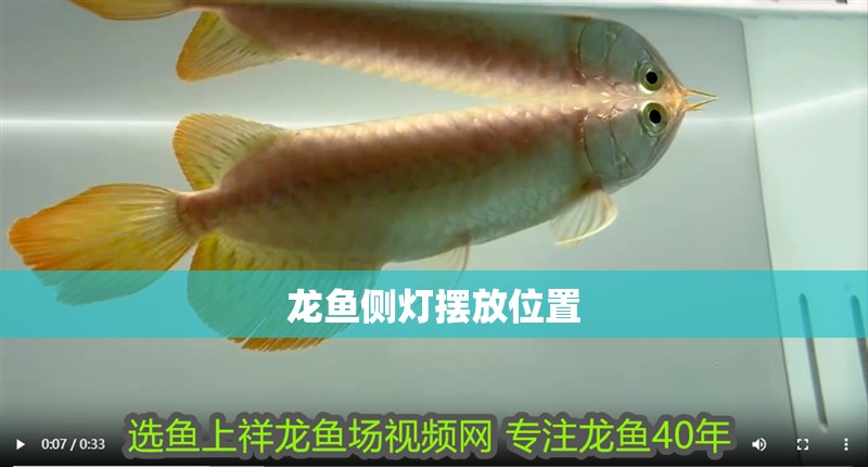 龍魚側燈擺放位置