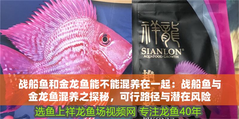 戰船魚和金龍魚能不能混養在一起：戰船魚與金龍魚混養之探秘，可行路徑與潛在風險 戰船魚和金龍魚能不能混養在一起：戰船魚與金龍魚混養之探秘，可行路徑與潛在風險 龍魚百科 第1張