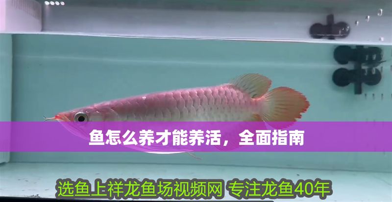魚怎么養才能養活，全面指南