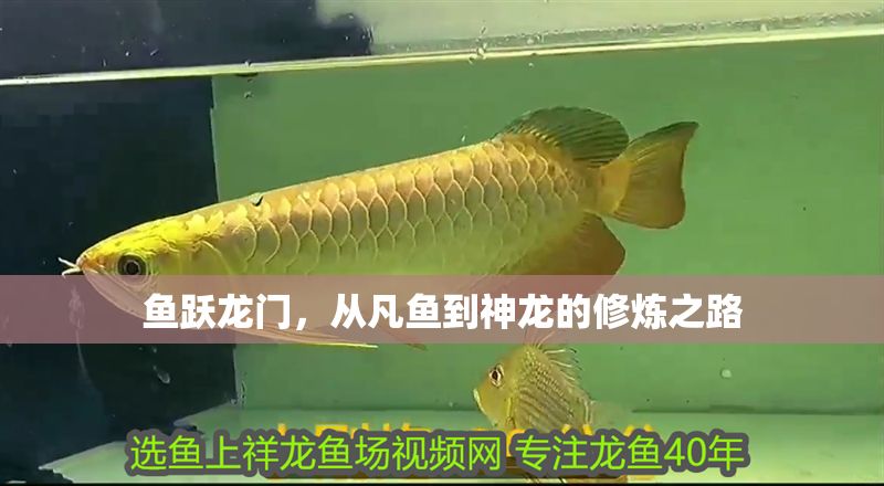 魚躍龍門，從凡魚到神龍的修煉之路