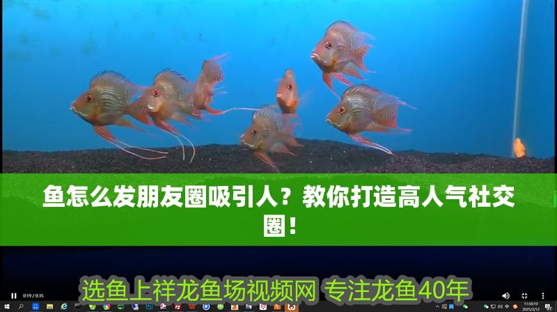魚怎么發(fā)朋友圈吸引人？教你打造高人氣社交圈！ 魚怎么發(fā)朋友圈吸引人？教你打造高人氣社交圈！ 龍魚百科 第1張