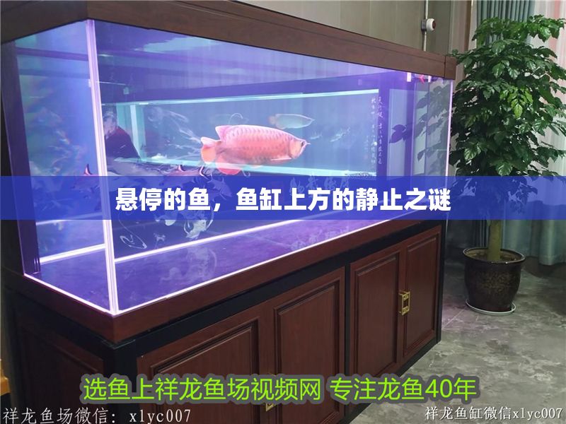 懸停的魚，魚缸上方的靜止之謎