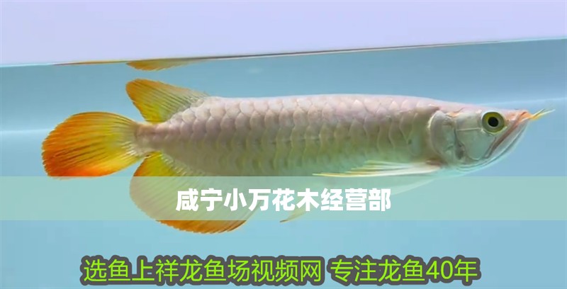 咸寧小萬花木經(jīng)營部