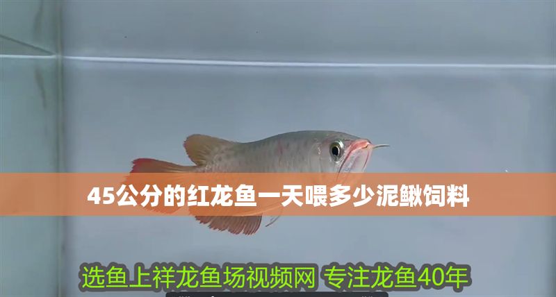 45公分的紅龍魚一天喂多少泥鰍飼料