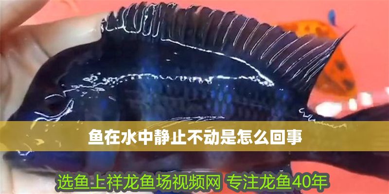 魚(yú)在水中靜止不動(dòng)是怎么回事