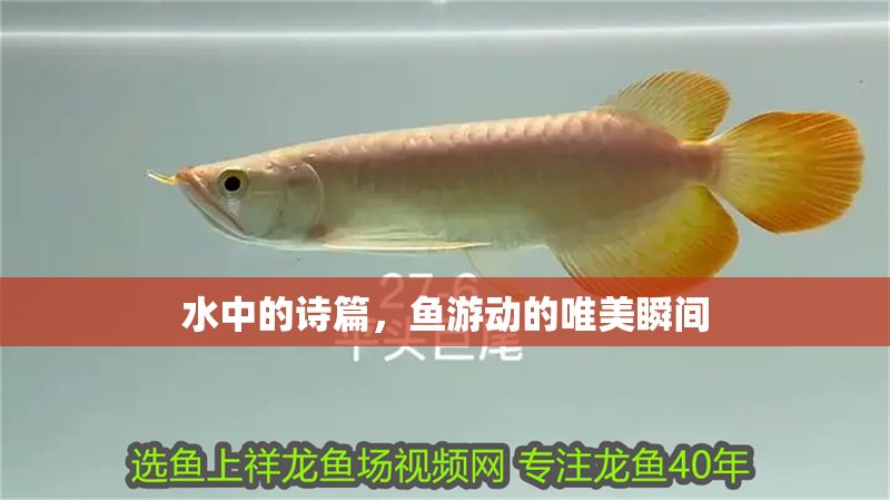 水中的詩(shī)篇，魚(yú)游動(dòng)的唯美瞬間