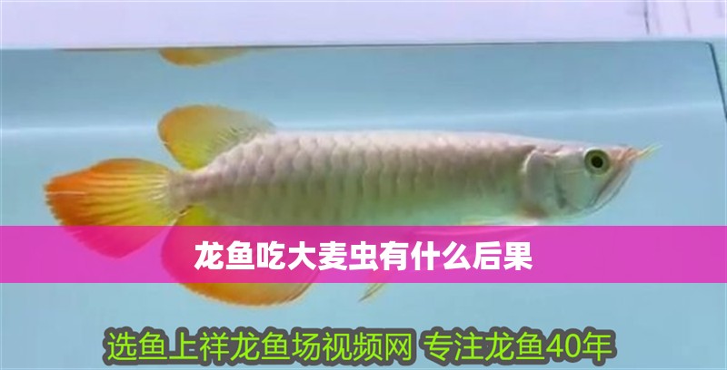 龍魚吃大麥蟲(chóng)有什么后果